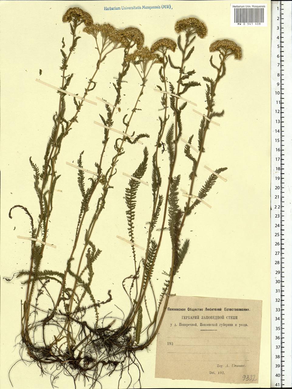 Achillea millefolium L., Eastern Europe, Middle Volga region (E8) (Russia)