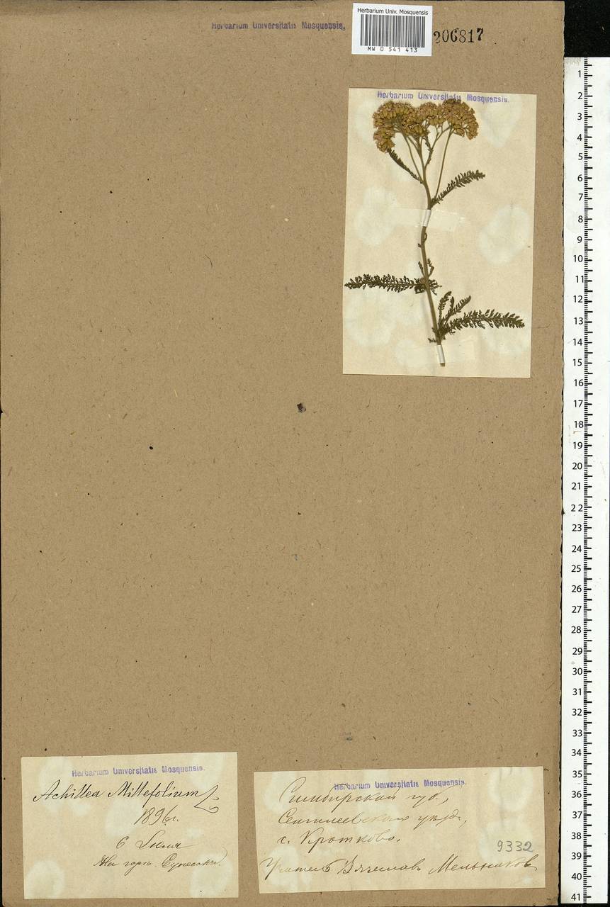 Achillea millefolium L., Eastern Europe, Middle Volga region (E8) (Russia)