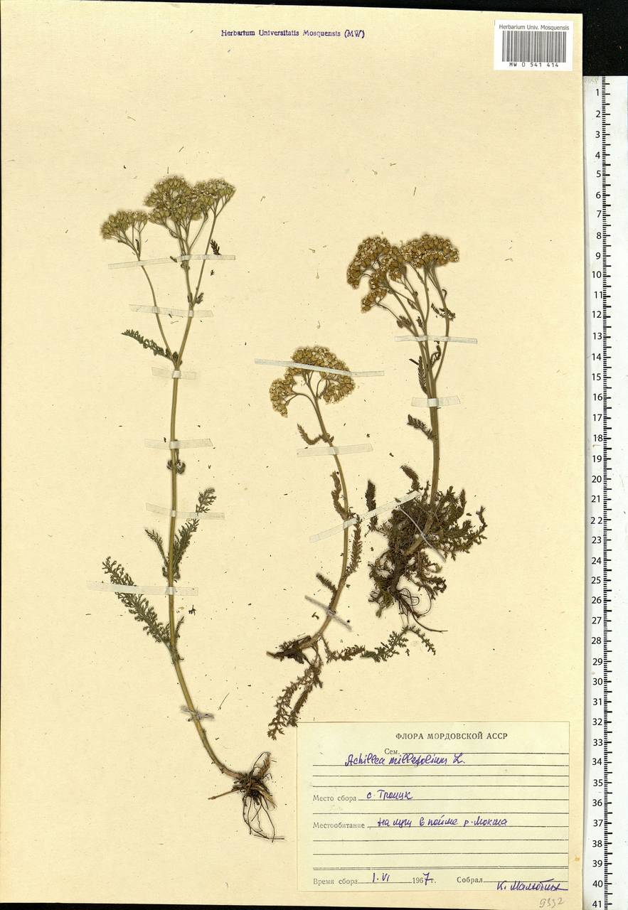Achillea millefolium L., Eastern Europe, Middle Volga region (E8) (Russia)