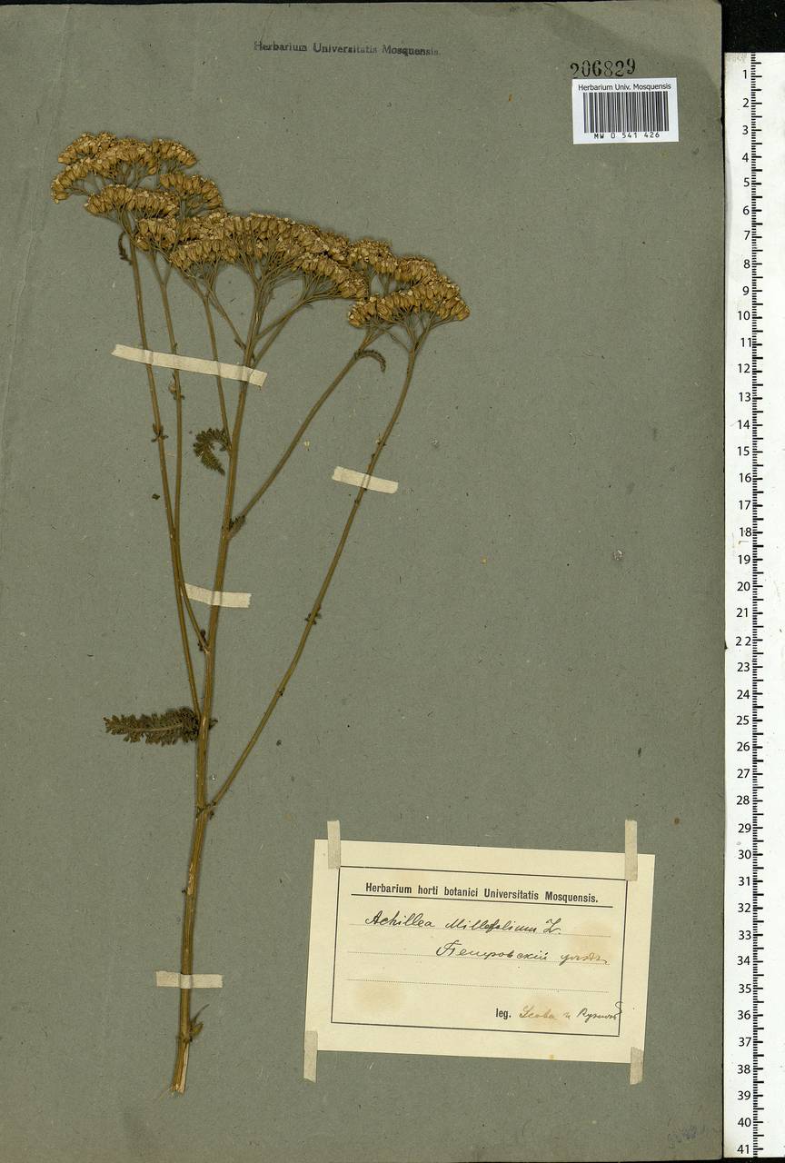 Achillea millefolium L., Eastern Europe, Middle Volga region (E8) (Russia)