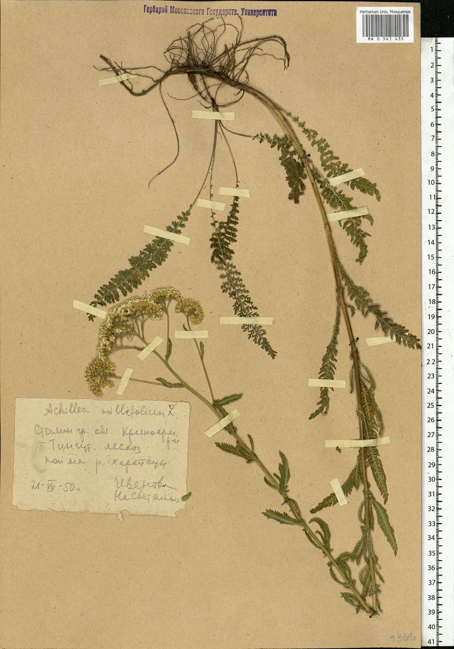 Achillea millefolium L., Eastern Europe, Lower Volga region (E9) (Russia)