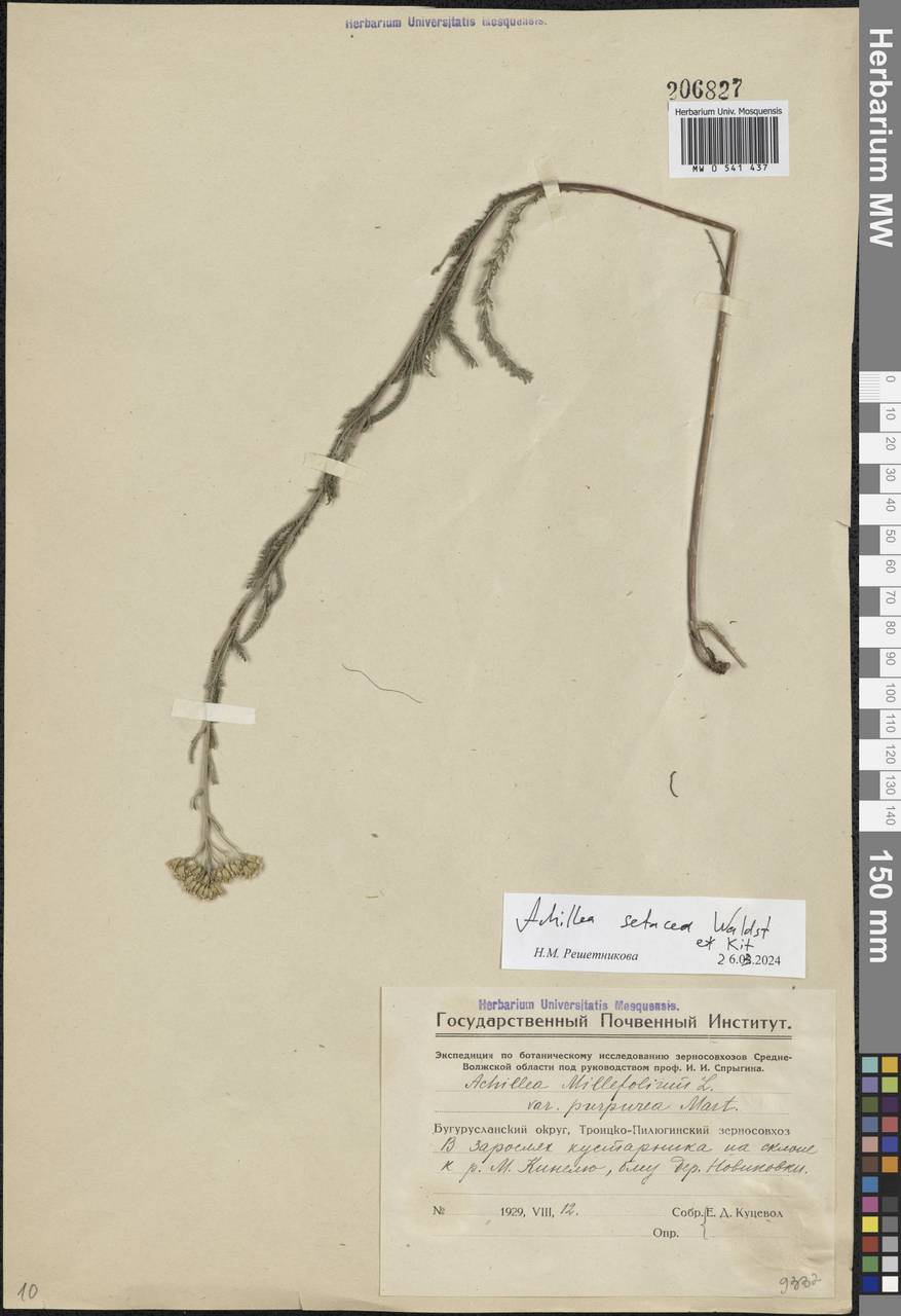 Achillea millefolium L., Eastern Europe, Eastern region (E10) (Russia)