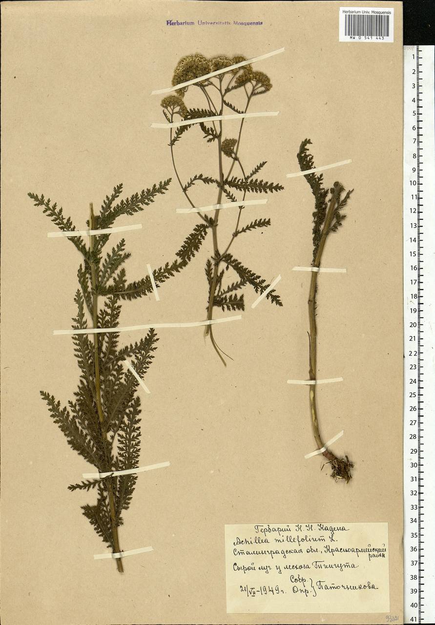 Achillea millefolium L., Eastern Europe, Lower Volga region (E9) (Russia)