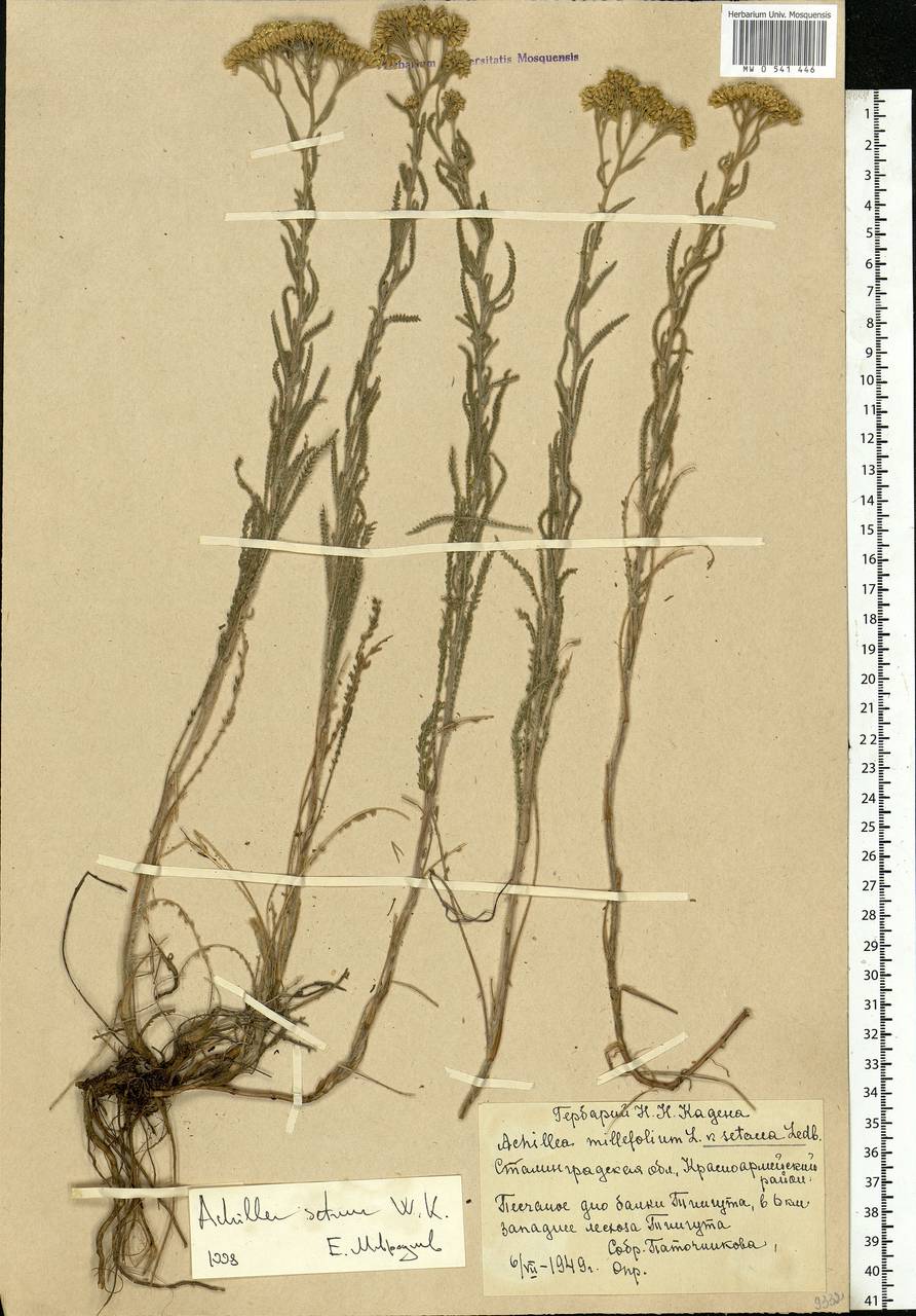 Achillea setacea Waldst. & Kit., Eastern Europe, Lower Volga region (E9) (Russia)