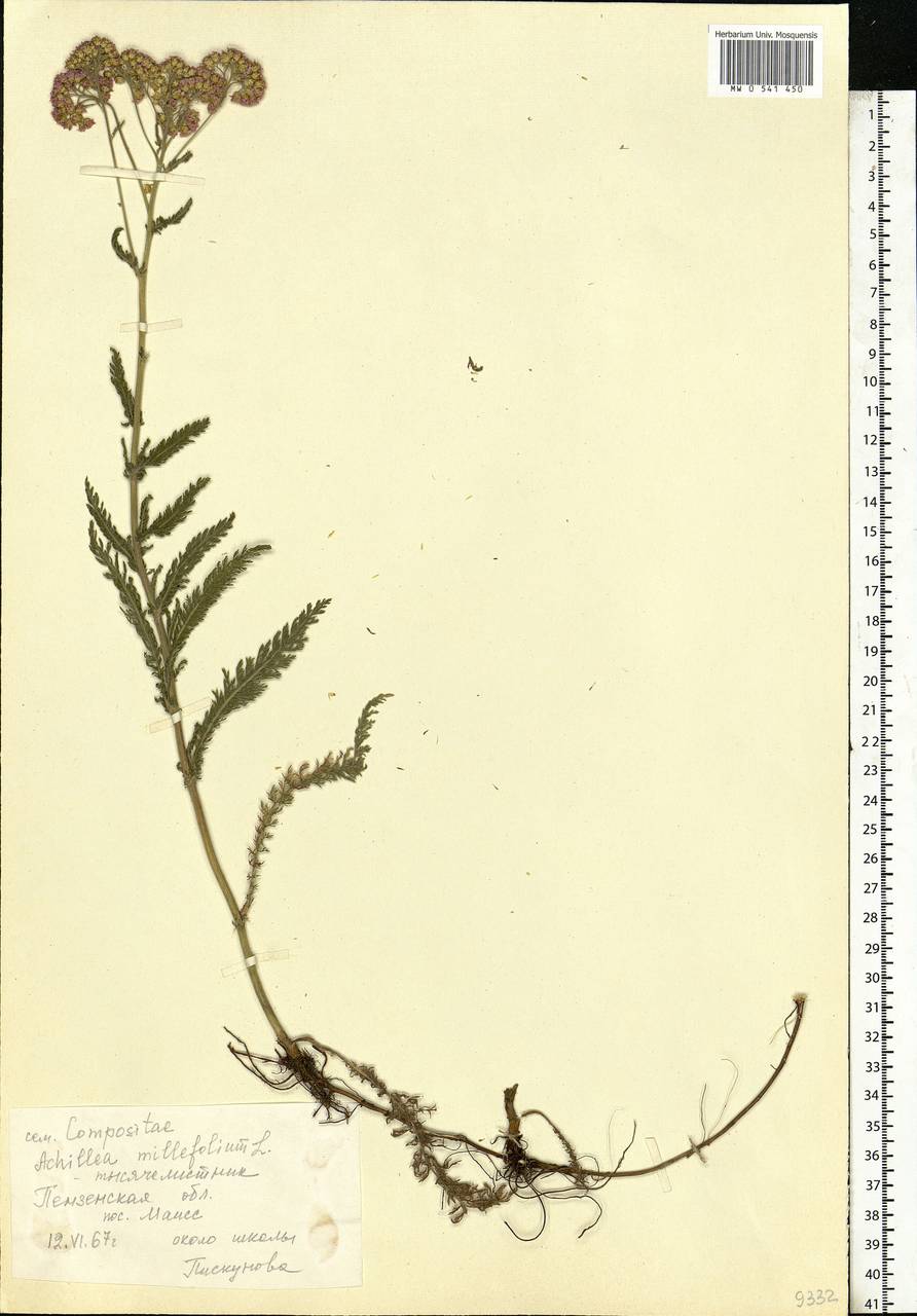 Achillea millefolium L., Eastern Europe, Middle Volga region (E8) (Russia)
