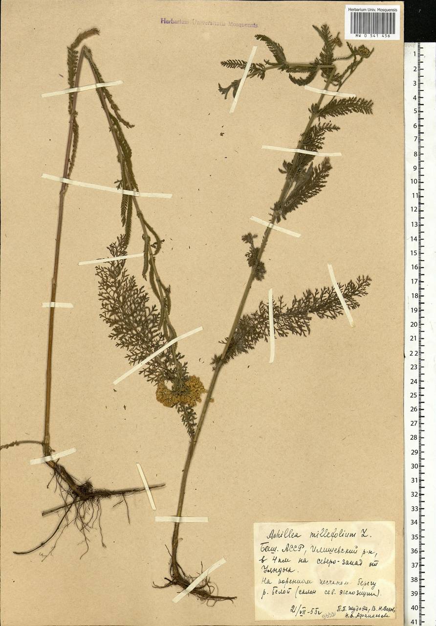 Achillea millefolium L., Eastern Europe, Eastern region (E10) (Russia)