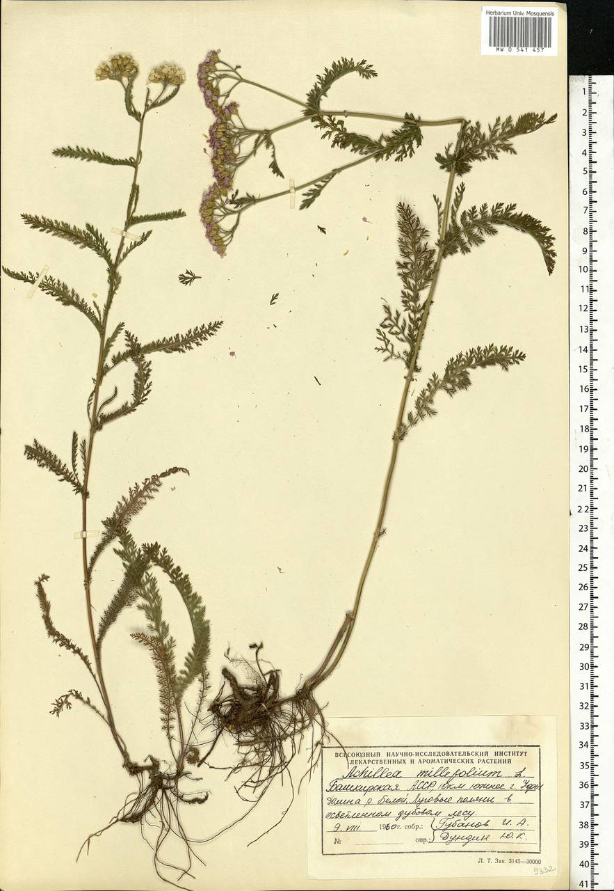 Achillea millefolium L., Eastern Europe, Eastern region (E10) (Russia)