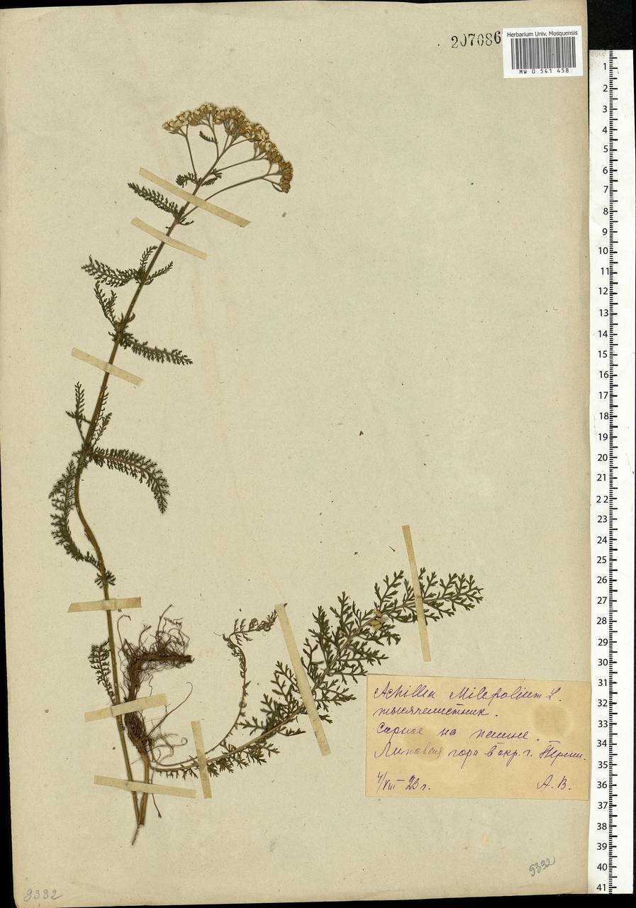 Achillea millefolium L., Eastern Europe, Eastern region (E10) (Russia)