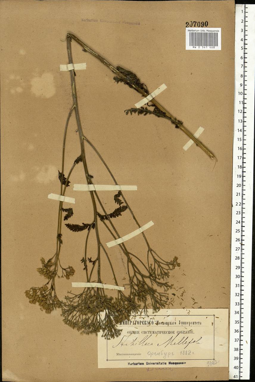 Achillea millefolium L., Eastern Europe, Eastern region (E10) (Russia)