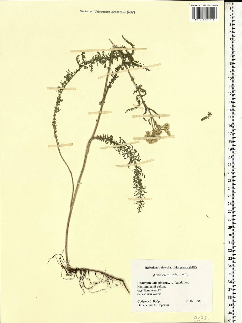 Achillea millefolium L., Eastern Europe, Eastern region (E10) (Russia)