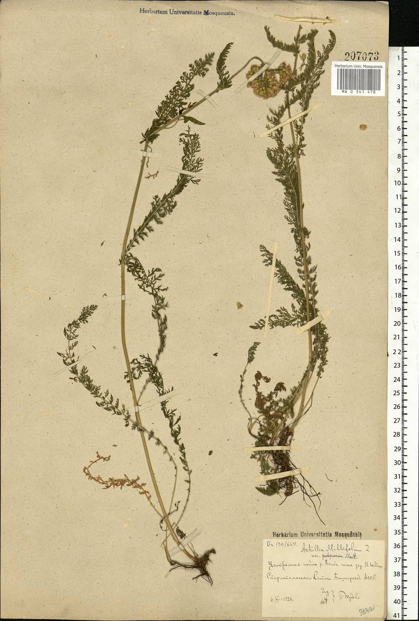 Achillea millefolium L., Eastern Europe, Eastern region (E10) (Russia)