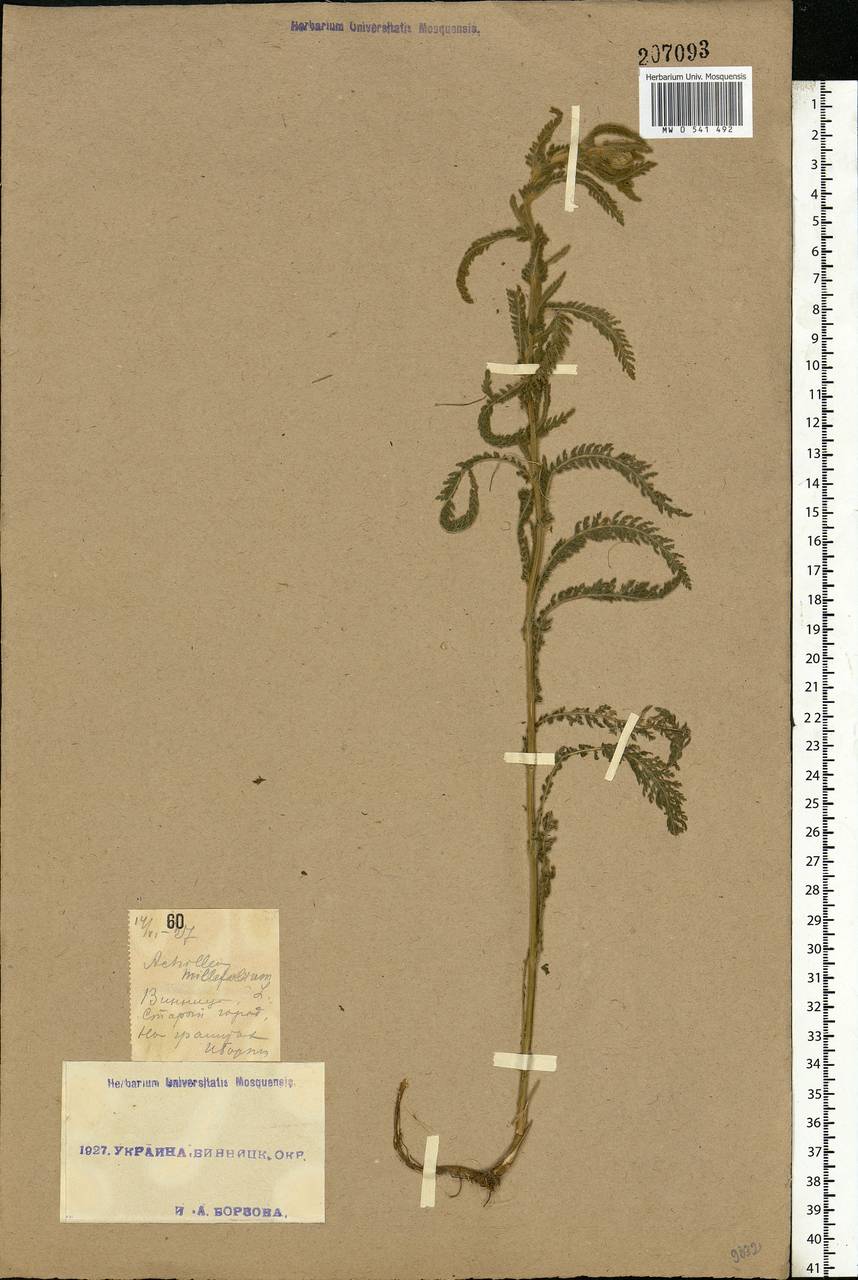 Achillea millefolium L., Eastern Europe, South Ukrainian region (E12) (Ukraine)