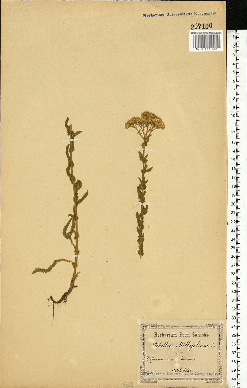 Achillea millefolium L., Eastern Europe, North Ukrainian region (E11) (Ukraine)