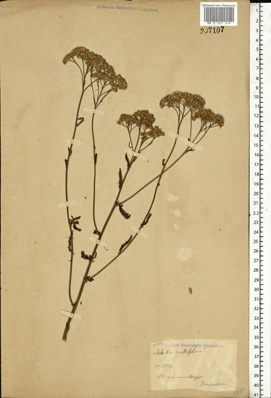 Achillea millefolium L., Eastern Europe, South Ukrainian region (E12) (Ukraine)