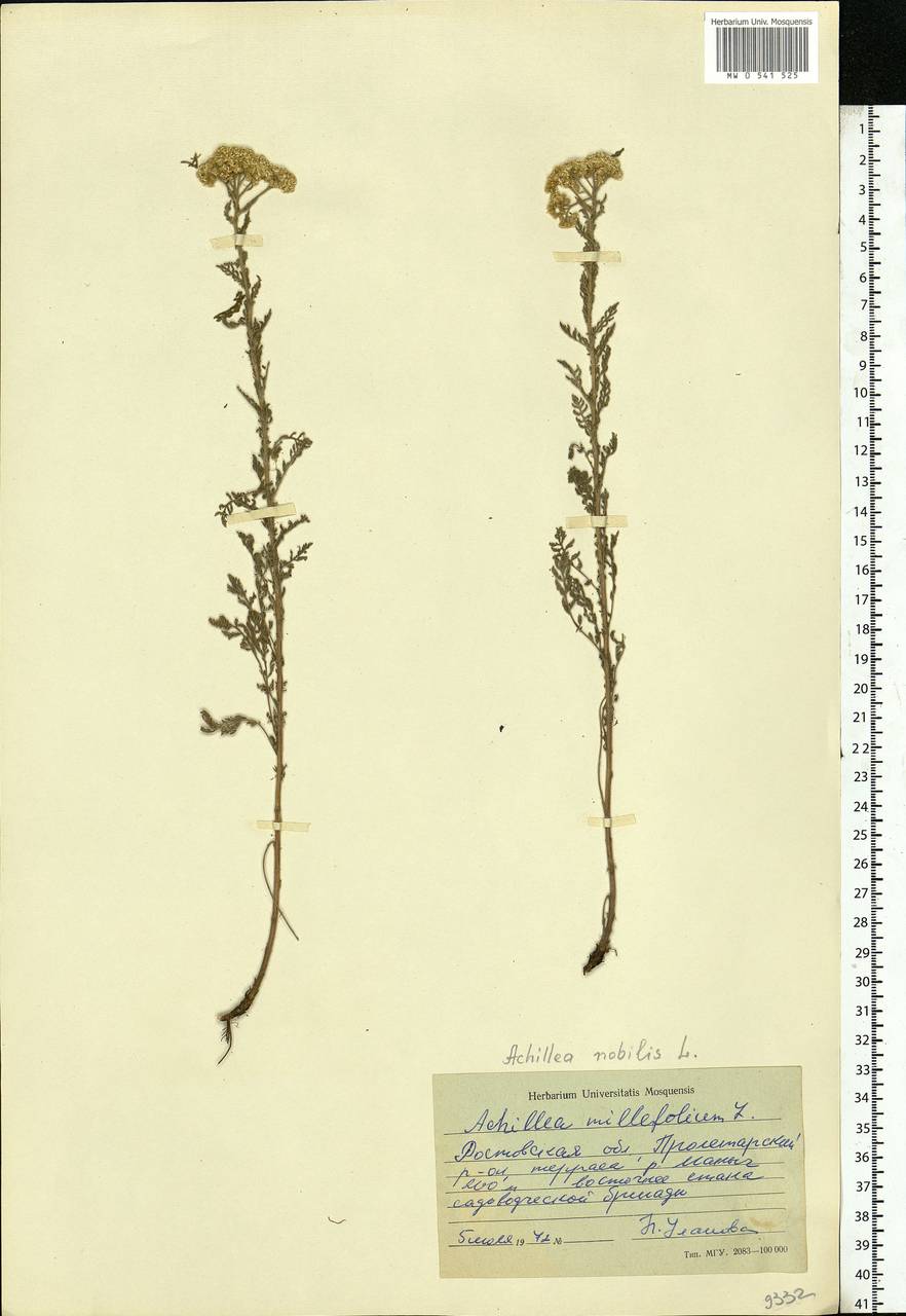 Achillea nobilis L., Eastern Europe, Rostov Oblast (E12a) (Russia)
