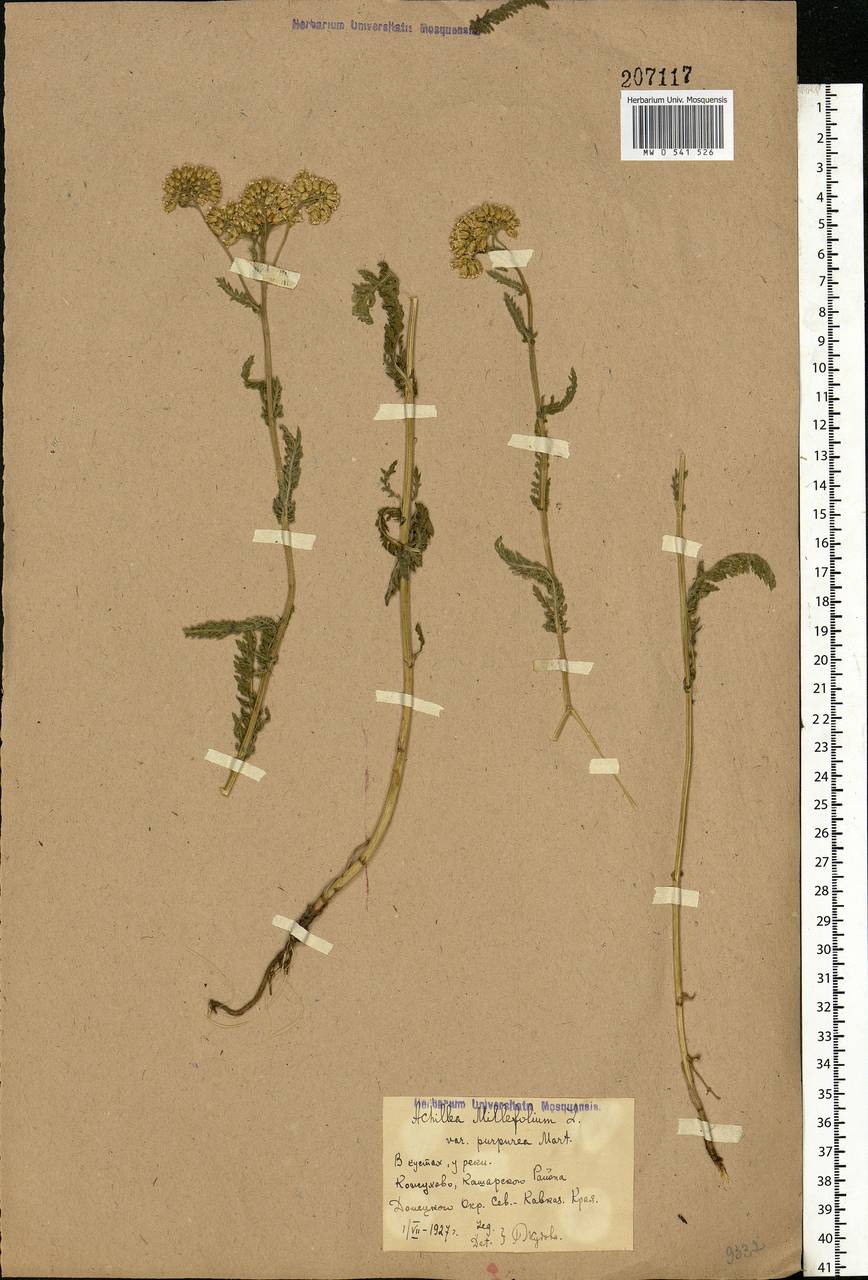 Achillea millefolium L., Eastern Europe, Rostov Oblast (E12a) (Russia)