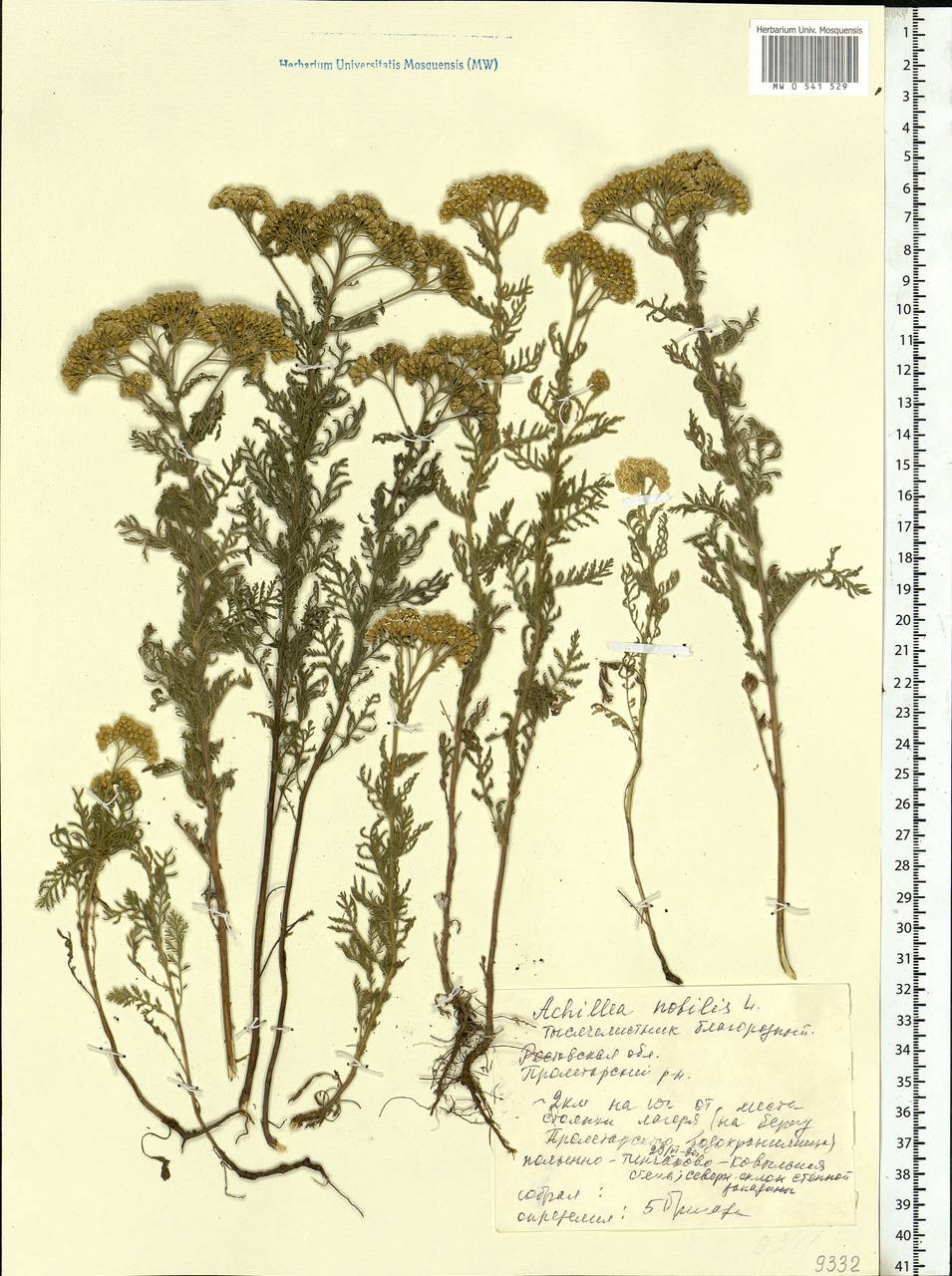 Achillea nobilis L., Eastern Europe, Rostov Oblast (E12a) (Russia)