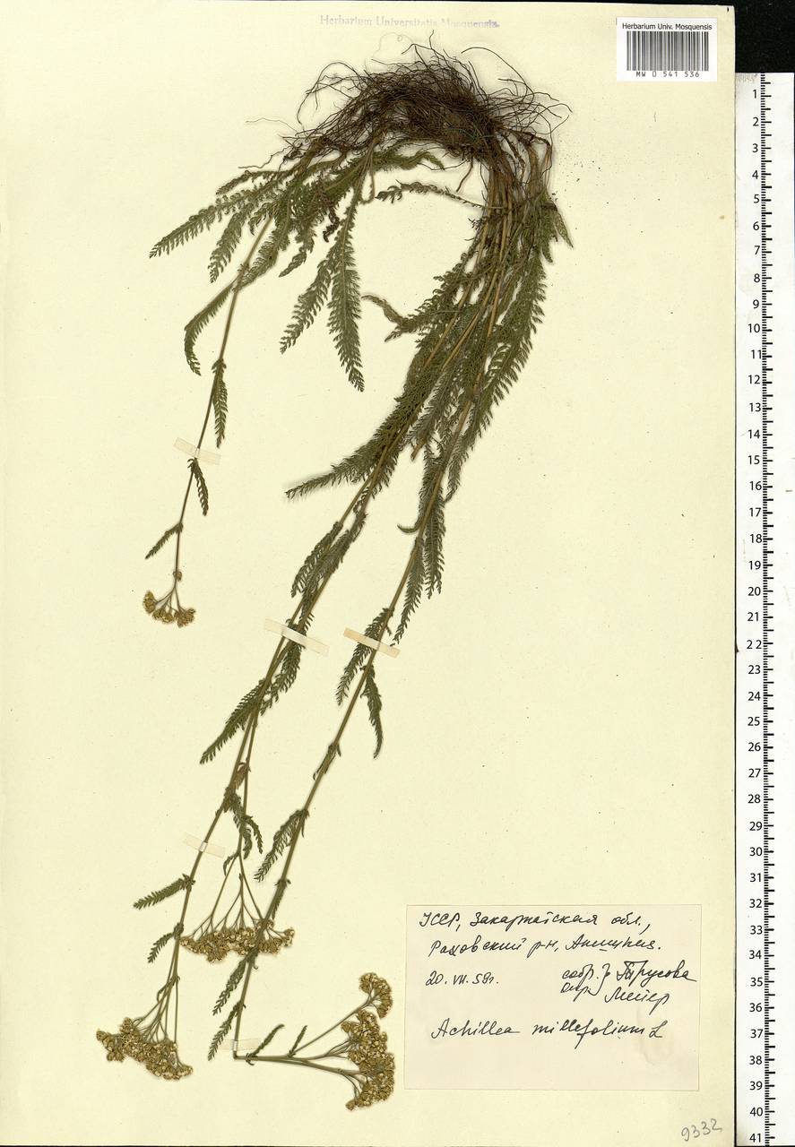 Achillea millefolium L., Eastern Europe, West Ukrainian region (E13) (Ukraine)