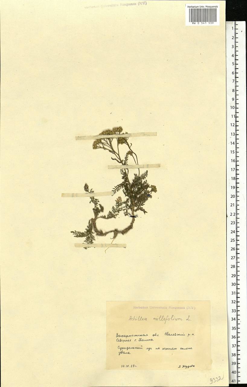 Achillea millefolium L., Eastern Europe, West Ukrainian region (E13) (Ukraine)