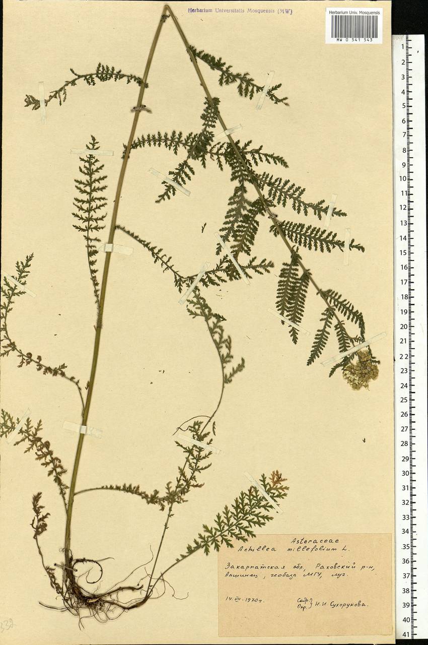 Achillea millefolium L., Eastern Europe, West Ukrainian region (E13) (Ukraine)