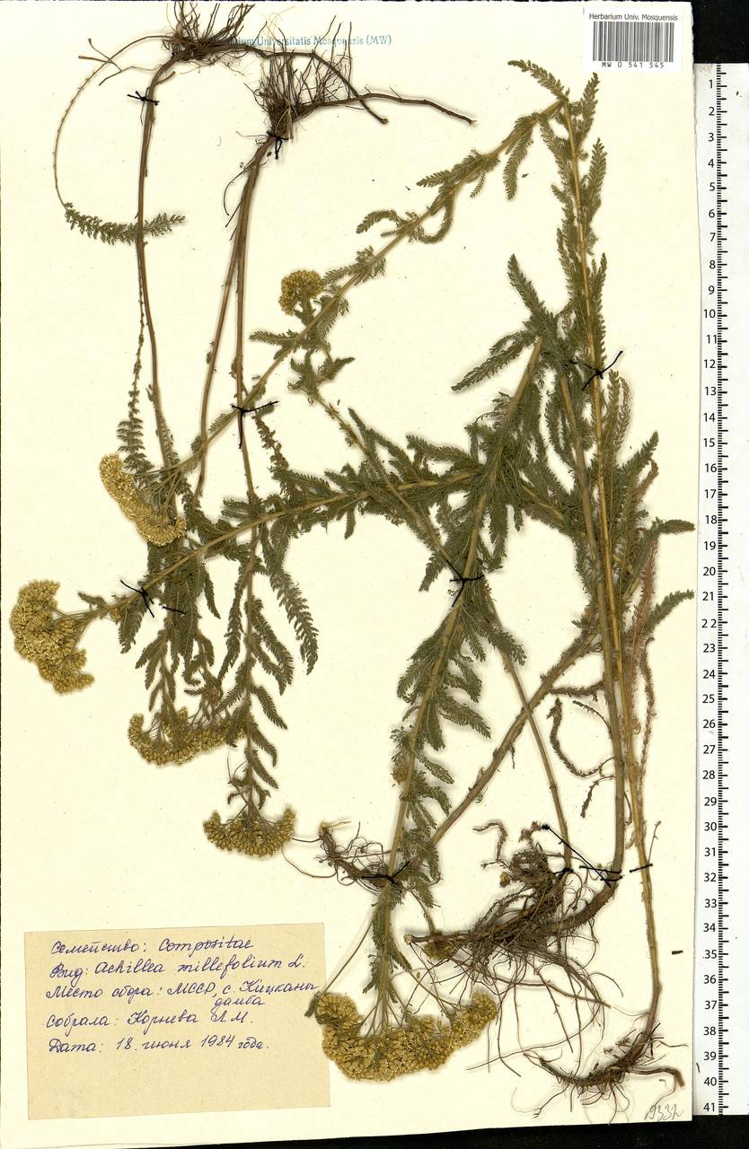 Achillea millefolium L., Eastern Europe, Moldova (E13a) (Moldova)