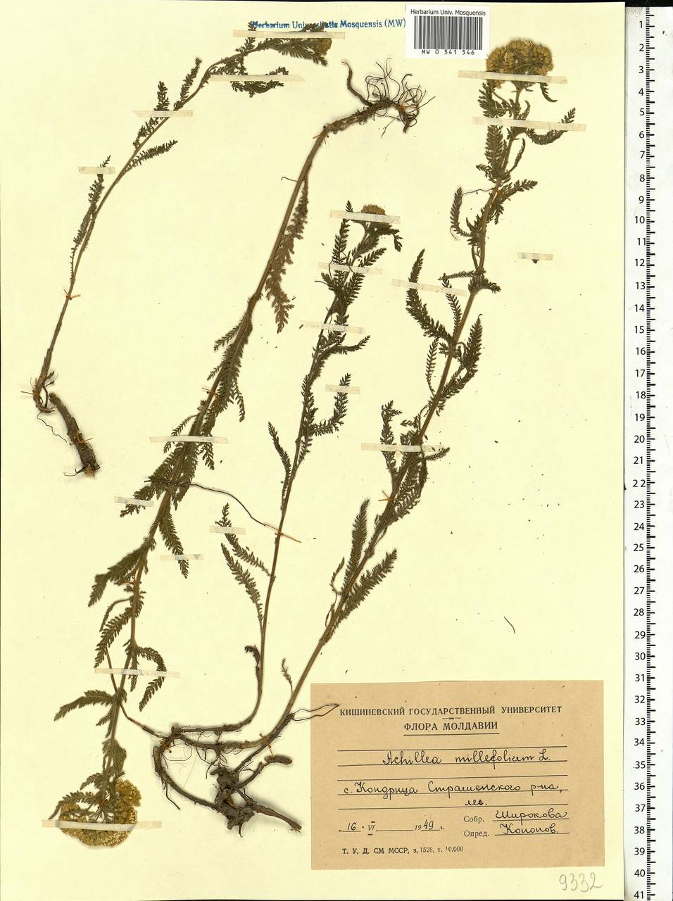 Achillea millefolium L., Eastern Europe, Moldova (E13a) (Moldova)