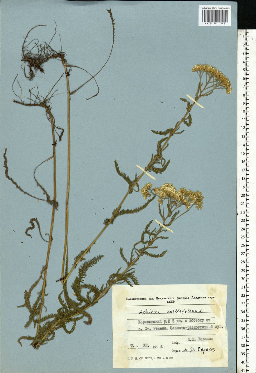 Achillea millefolium L., Eastern Europe, Moldova (E13a) (Moldova)