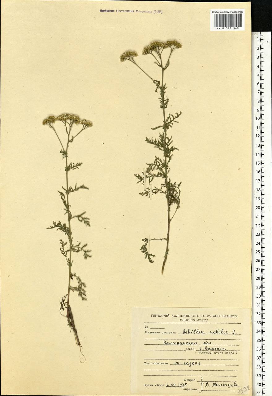 Achillea nobilis L., Eastern Europe, North-Western region (E2) (Russia)