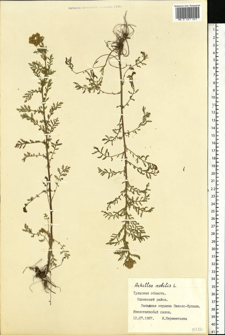 Achillea nobilis L., Eastern Europe, Central region (E4) (Russia)