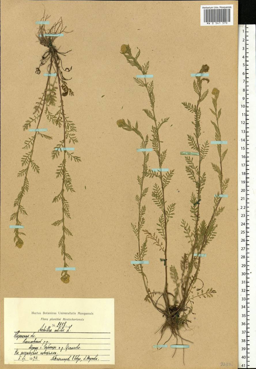 Achillea nobilis L., Eastern Europe, Central region (E4) (Russia)