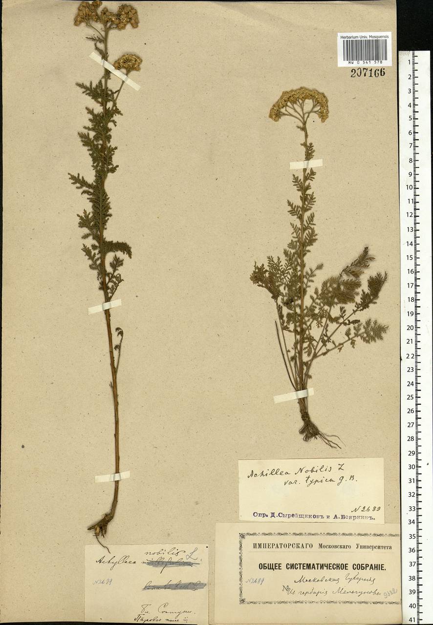 Achillea nobilis L., Eastern Europe, Moscow region (E4a) (Russia)
