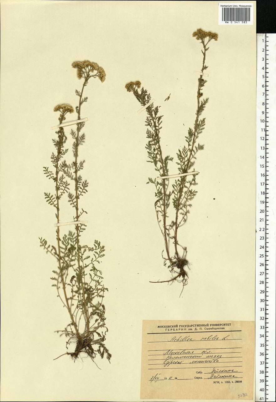 Achillea nobilis L., Eastern Europe, Moscow region (E4a) (Russia)