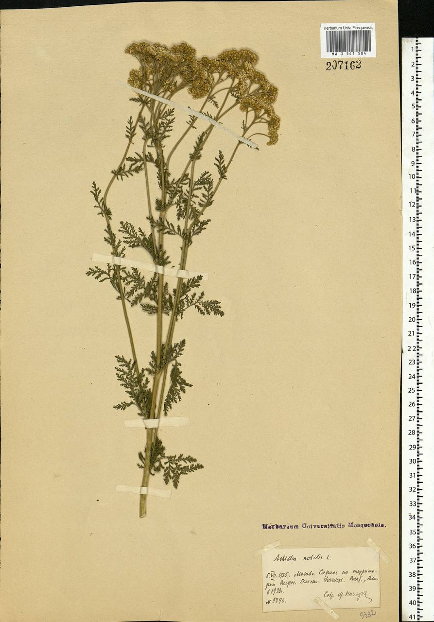 Achillea nobilis L., Eastern Europe, Moscow region (E4a) (Russia)