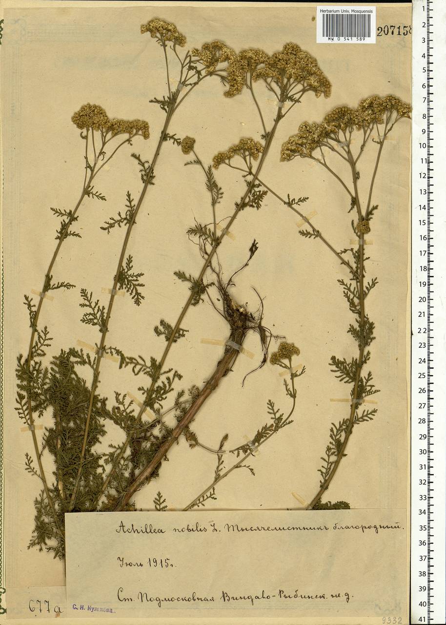 Achillea nobilis L., Eastern Europe, Moscow region (E4a) (Russia)