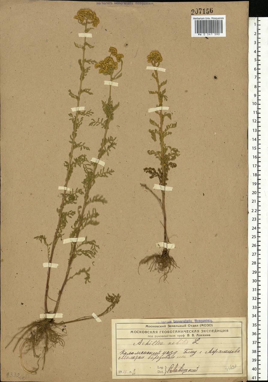 Achillea nobilis L., Eastern Europe, Moscow region (E4a) (Russia)