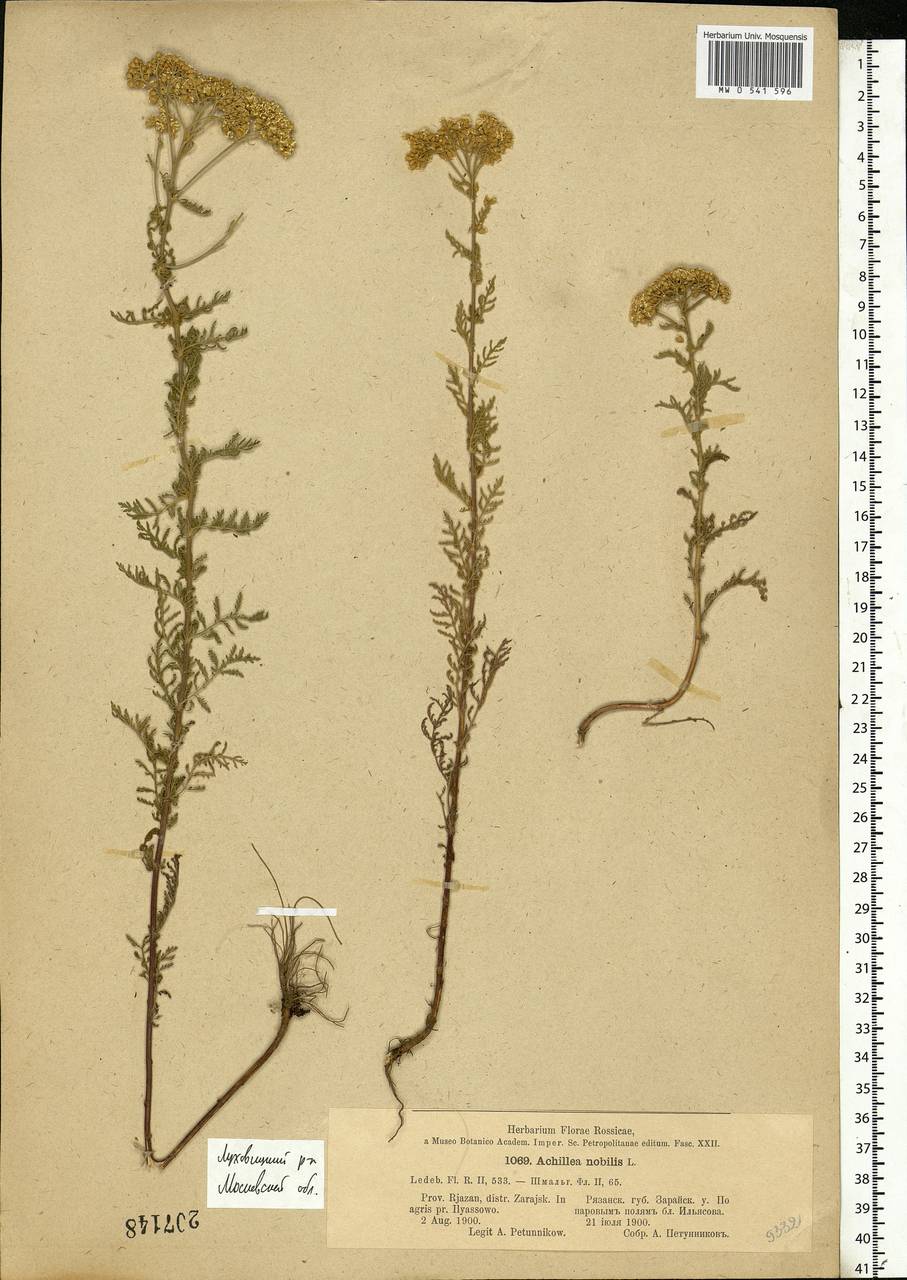 Achillea nobilis L., Eastern Europe, Moscow region (E4a) (Russia)