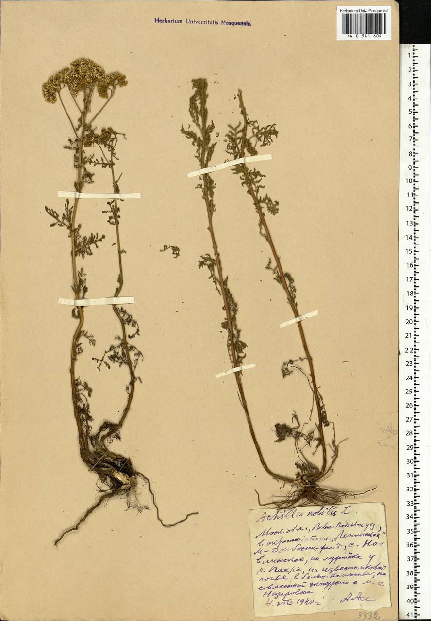 Achillea nobilis L., Eastern Europe, Moscow region (E4a) (Russia)