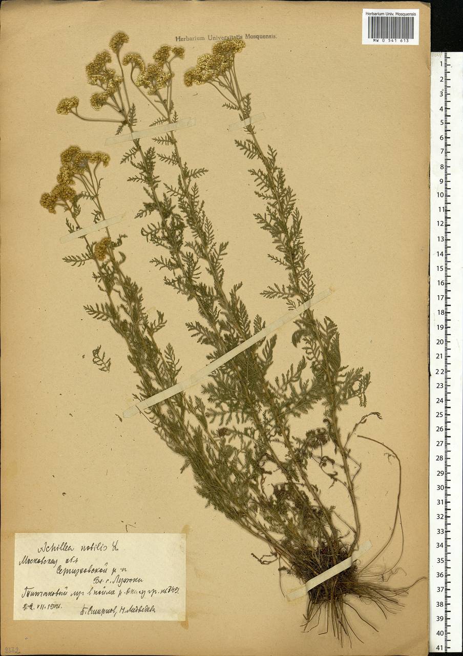 Achillea nobilis L., Eastern Europe, Moscow region (E4a) (Russia)