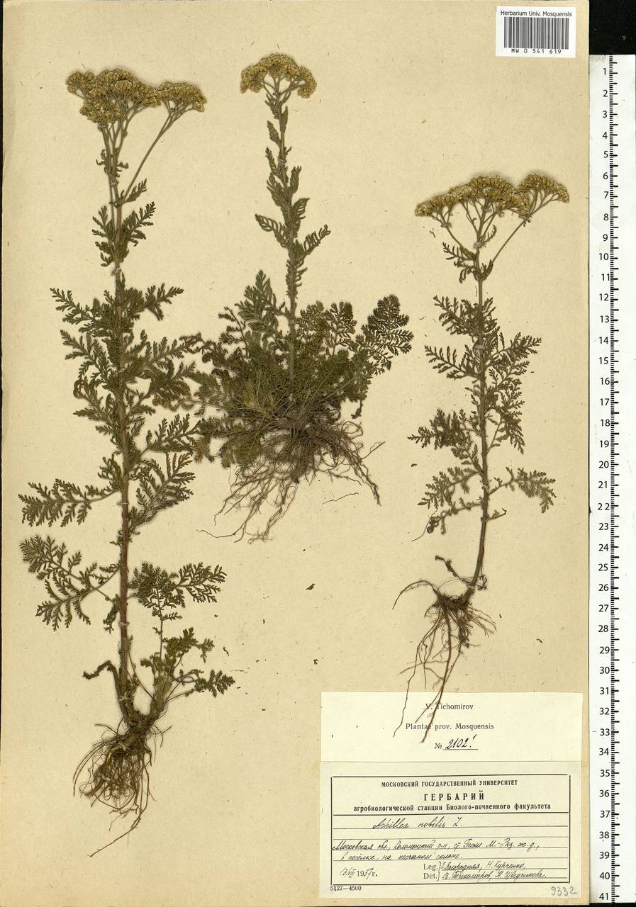 Achillea nobilis L., Eastern Europe, Moscow region (E4a) (Russia)
