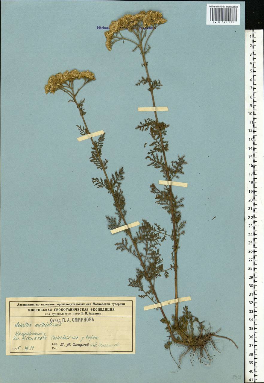 Achillea nobilis L., Eastern Europe, Moscow region (E4a) (Russia)