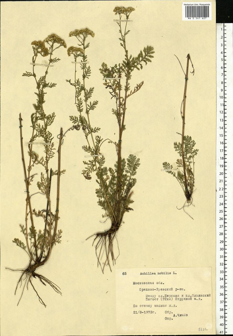 Achillea nobilis L., Eastern Europe, Moscow region (E4a) (Russia)