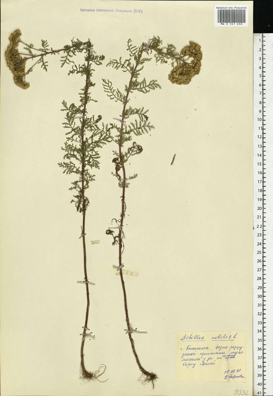 Achillea nobilis L., Eastern Europe, Central forest region (E5) (Russia)