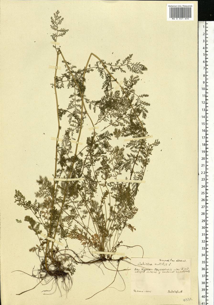 Achillea nobilis L., Eastern Europe, Central forest-and-steppe region (E6) (Russia)
