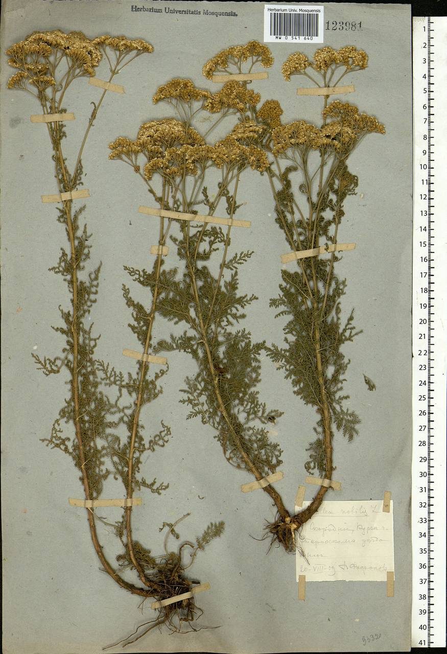 Achillea nobilis L., Eastern Europe, Central forest-and-steppe region (E6) (Russia)