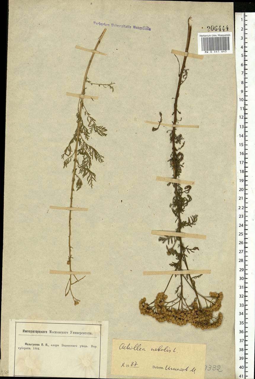 Achillea nobilis L., Eastern Europe, Central forest-and-steppe region (E6) (Russia)