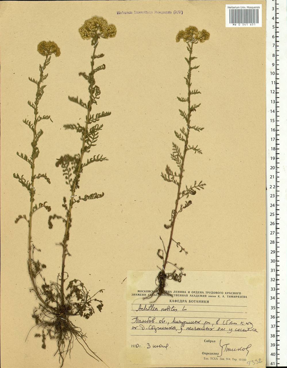 Achillea nobilis L., Eastern Europe, Central forest-and-steppe region (E6) (Russia)