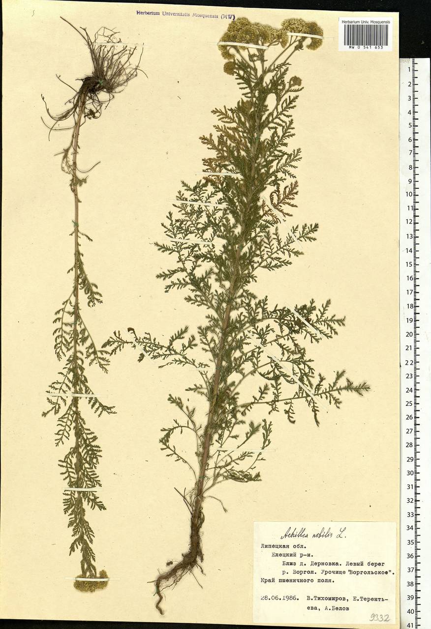 Achillea nobilis L., Eastern Europe, Central forest-and-steppe region (E6) (Russia)