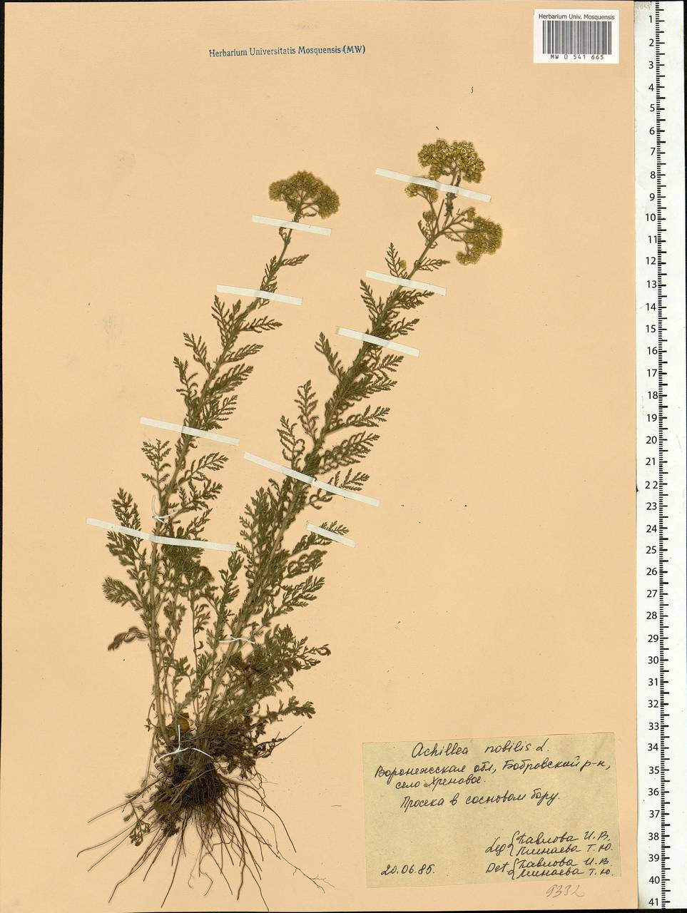 Achillea nobilis L., Eastern Europe, Central forest-and-steppe region (E6) (Russia)