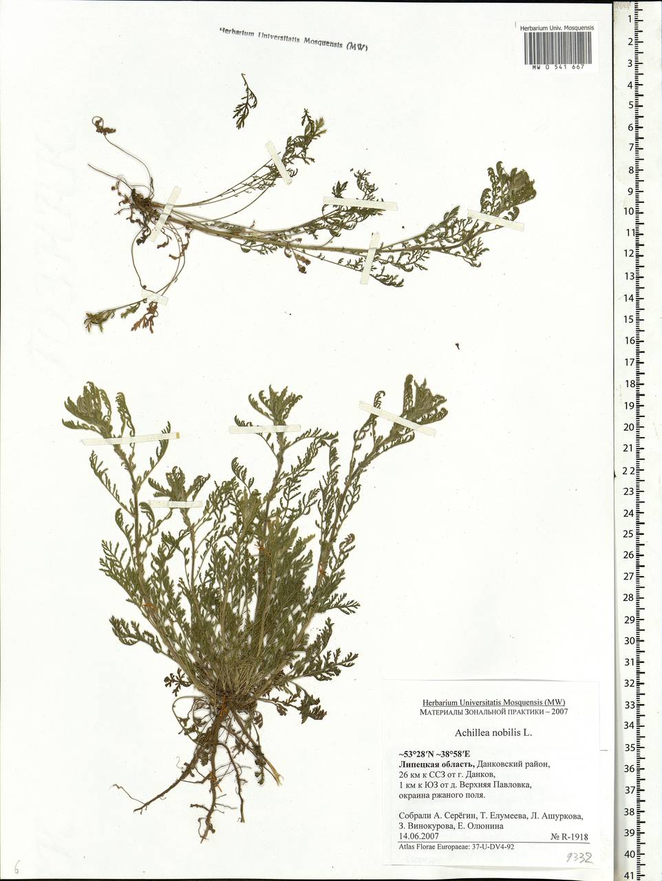 Achillea nobilis L., Eastern Europe, Central forest-and-steppe region (E6) (Russia)