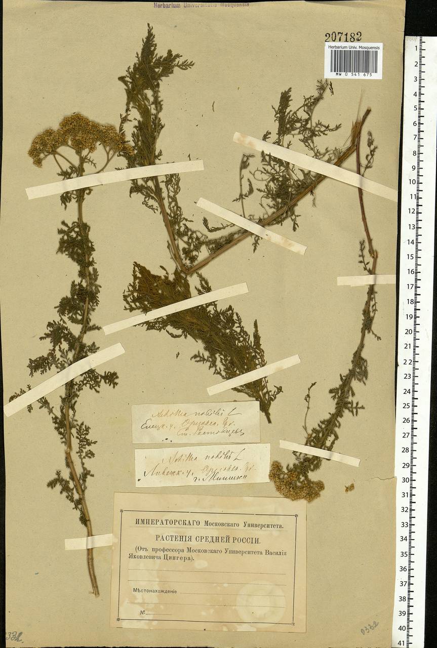 Achillea nobilis L., Eastern Europe, Central forest-and-steppe region (E6) (Russia)